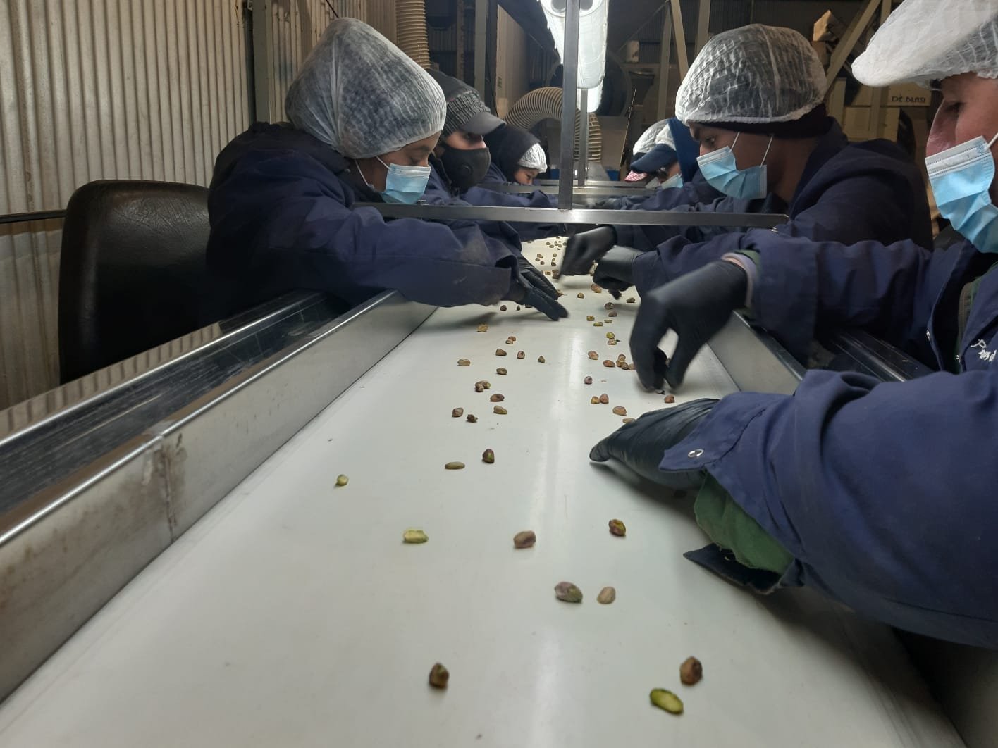 Pistacho De Los Andes-Producción certificada